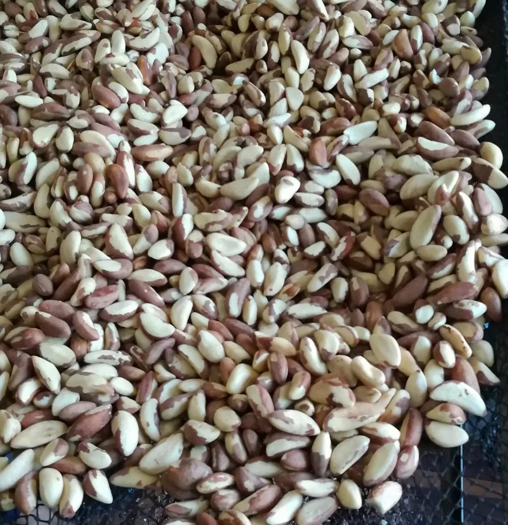 100 Premium Quality Brazil Nut Supplier Buy Brazil Nut