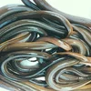 live eels from Sri Lanka
