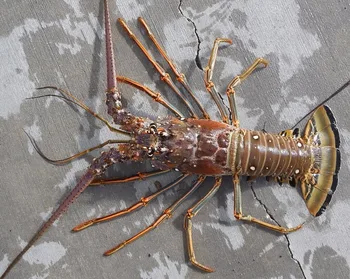 Alive Flower Lobster (panulirus Ornatus)and Mud Crab (scylla Serrata ...