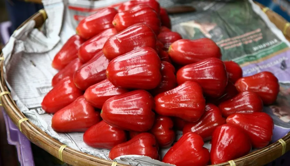 Fresh Rose Apple Vietnamese Special Fresh Bell Fruit Buy Apple