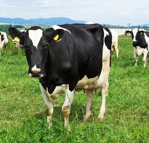 Live Holstein Friesian Cattle Live Holstein Friesian Cattle