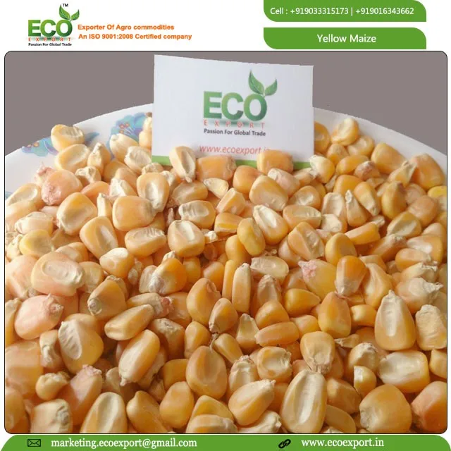 New Crop Bulk Dried Yellow Corn /yellow Maize For Poultry Feed Buy