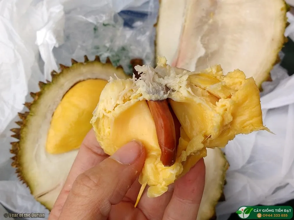 fresh durian from vietnam