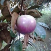 COMPETITIVE PRICE - PREMIUM QUALITY STAR APPLE