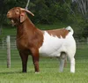 Full Blood Boer Goats Live Sheep Cattle Lambs Cows lamb and goat meat
