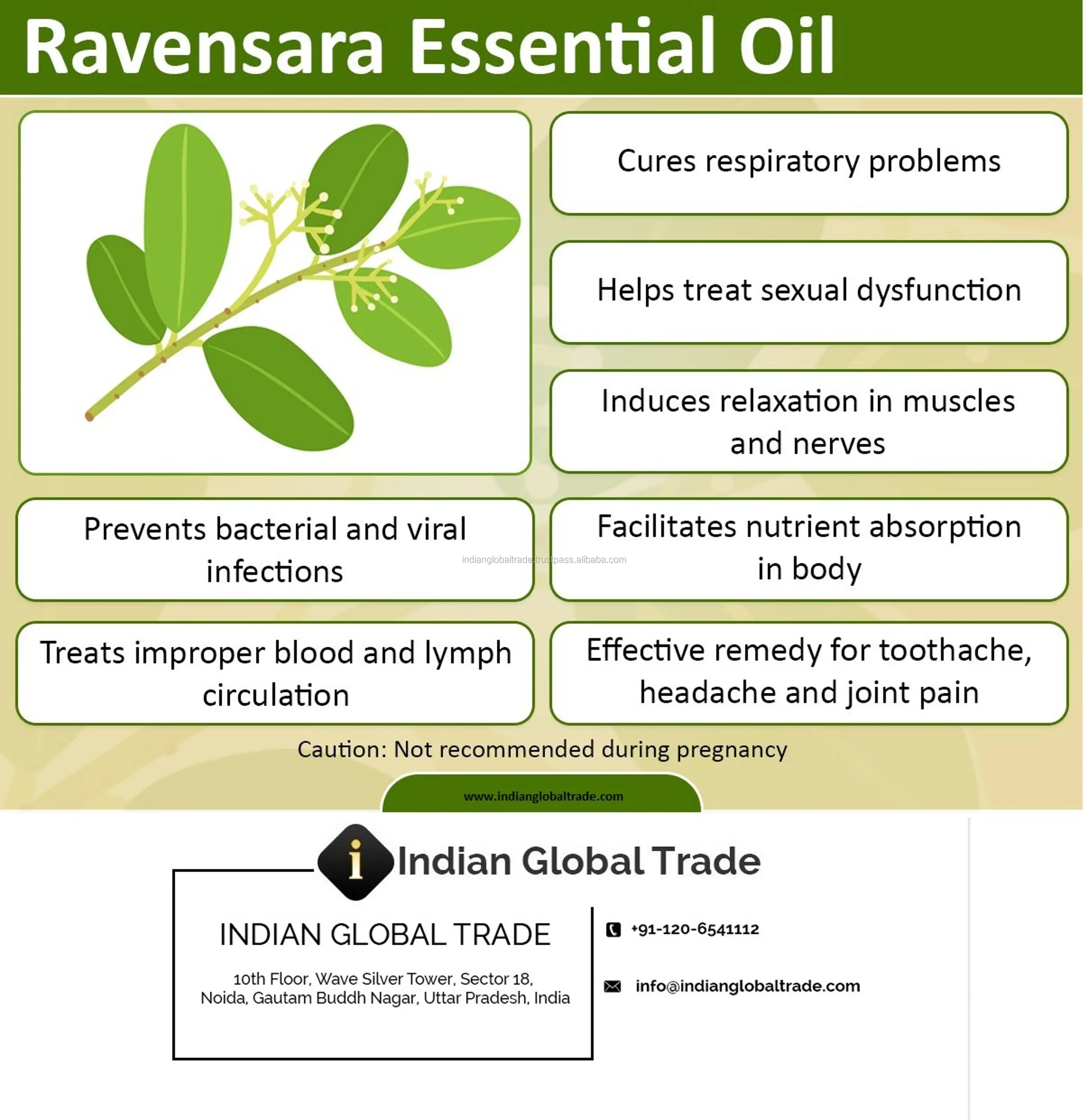 Tinh Dầu Ravensara Từ Thương Mại Toàn 