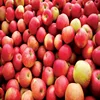 Japan good taste fresh apple, cheap apple fruit price