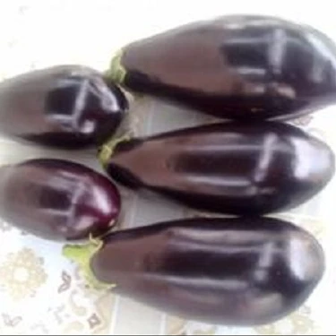 
South Africa Fresh Eggplant High Quality A 
