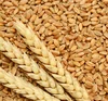 Premium Quality Sortex Clean Milling wheat