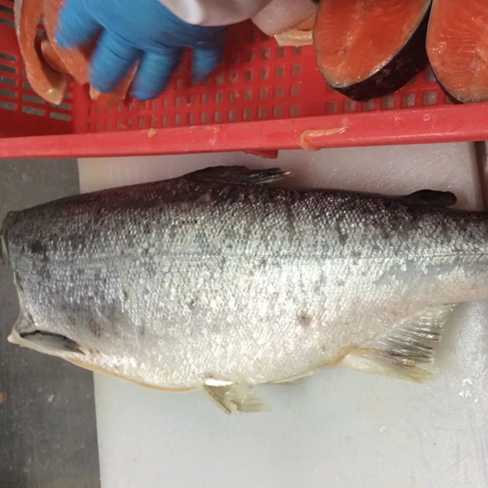atlantic salmon fish for sale