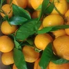Cocktail Oranges , Durians Available for sale Factory Price