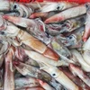 FROZEN BLACK SQUID - BIG SIZE FOR KOREA MARKET