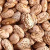 Dry Pinto Beans or Light Speckled Kidney