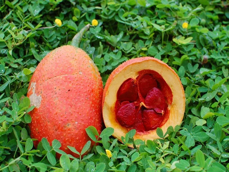 批发价格和高品质的天然红色带刺苦瓜从越南用于食品