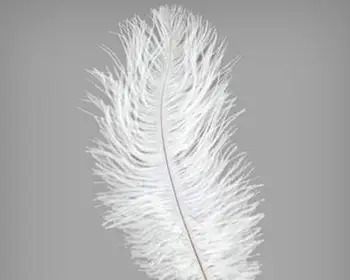 Wholesale 70-75cm White Ostrich Feather 