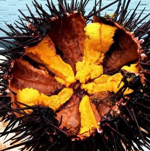 
West coast red sea urchin 