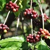 HIGH QUALITY ROBUSTA COFFEE S18 FROM THE SECOND BIGGEST EXPORTER VIETNAM