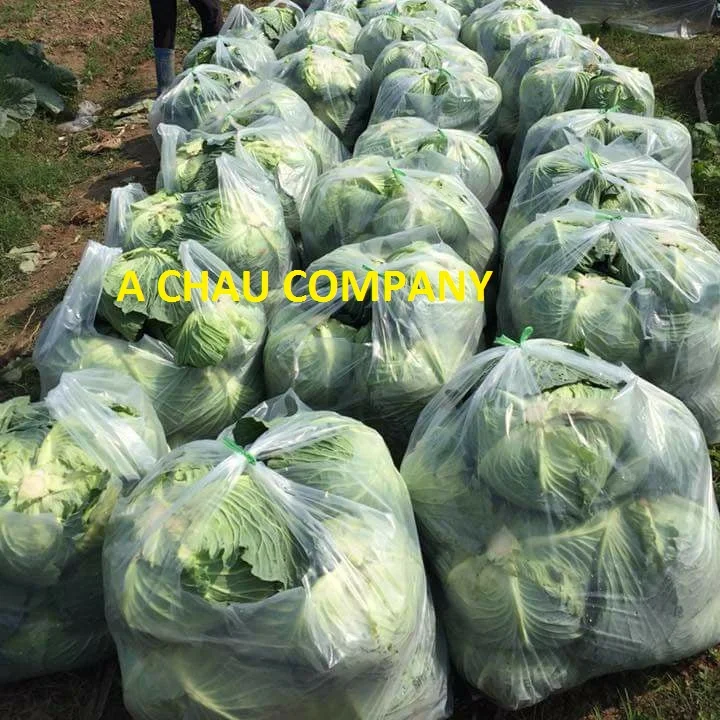 Cheap Price Fresh Cabbage Prices High Quality Buy Cabbage,Pickled