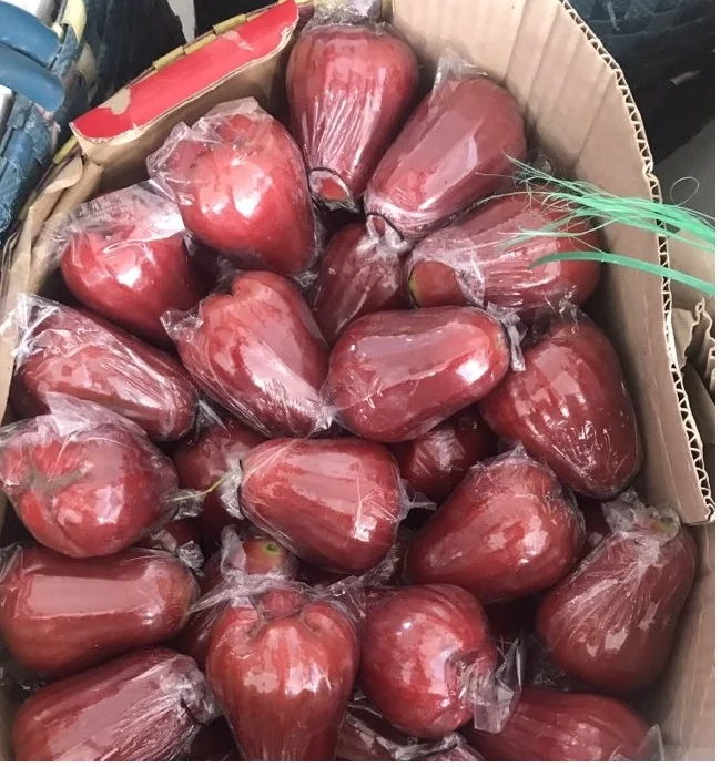 wax apple ( fresh fruit, hight quality )