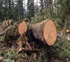 Order Spruce Logs for sale