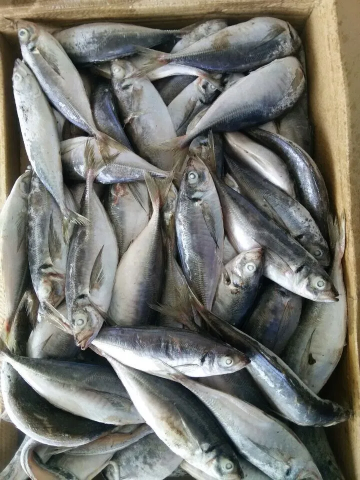 冻竹荚鱼 trachurus japonicus)