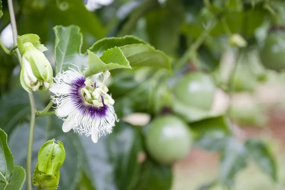 Vietnam Natural Frozen Passion Fruit Whole / Half Frozen Passion Fruit