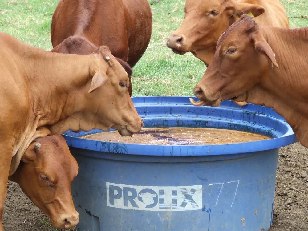 Liquid Molasses For Cattle Feed Cheap Price In Bulk 2020/whatsapp +84 845 639 639 Buy