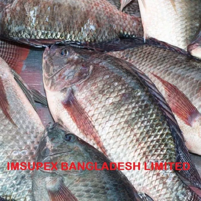 Best Quality Wholesale Tilapia Fish Lowest Price Buy Best Quality