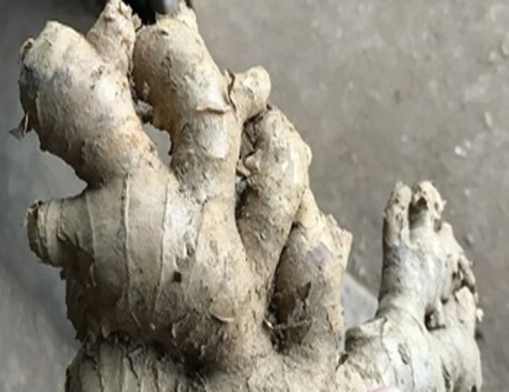 VIETNAM-FRESH-GINGER. alibaba