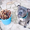/product-detail/dog-chew-bones-bully-stick-in-factory-price-50037653403.html