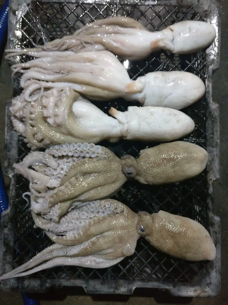 SHORT ARM OCTOPUS.JPG