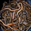 Fresh live EEL For Sale cheap worldwide