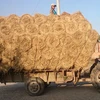 Rice Straw/ Fodder/ Hay for Animal Feed/ Growing Mushroom