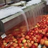 Fresh Apples ( Fuji, Gala, Red, Golden Delicious Apples)