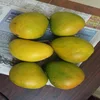 Sweetest Fresh Alphonso Mango Exporters
