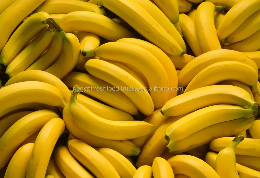 Fresh Banana,Fresh Crop From Egypt,Ready To Export,Cavendish Banana