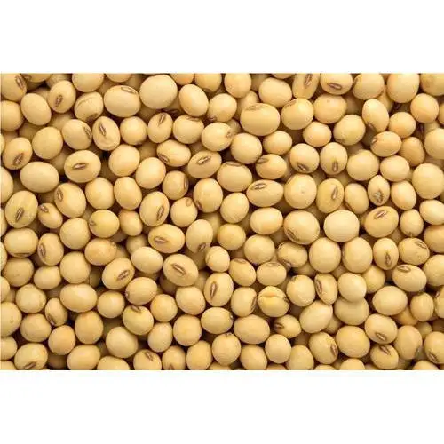 Kualitas GMO Protein Tinggi Organik Kacang Kedelai