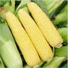 FRESH FROZEN SWEET Healthy Fresh Premium Canned Whole Kernel Corn
