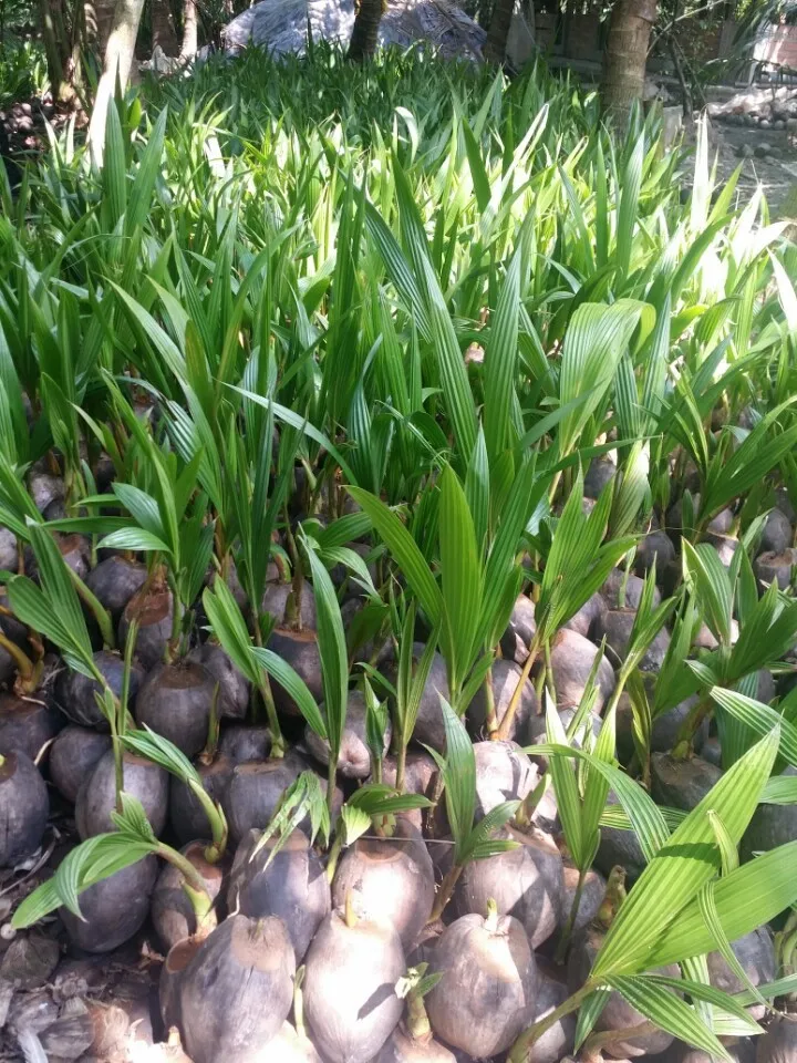 Coconut Seedling For Sale/coconut Seedling/vietnam Coconut Seedling