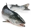 Scottish Salmon salmo salar