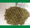 Vietnam Wet Polished Robusta Coffee Bean S18 TOP QUALITY (Emma: +84965152844)