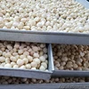 Shell & Without Shell Dried Roasted Macadamia Nuts