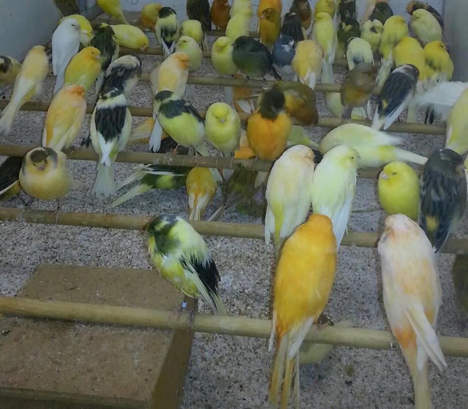 Live Canary Lovely Birds Finch Buy Finch Birds For Sale,Finches For