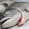Salmon , Backbones , Salmon Bellies , Salmon Head