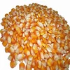 Feed Grade Yellow Corn / Yellow Maize / Yellow Corn Grains