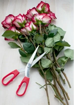 鲜切花玫瑰 - buy fresh cut roses for sale,rose cut sapphire