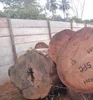 Birch Wood Logs , Pine Wood logs , Spruce Wood Logs hardwood and soft wood logs