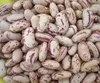 Functional oem service new crop round light speckled kidney organic navy bean