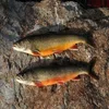 /product-detail/arctic-char-fish-62008787160.html
