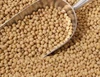 High Quality Soyabean Seeds For Soyabean Oil